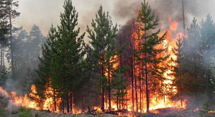 🔥Пал сухой травы: опасность и ответственность.